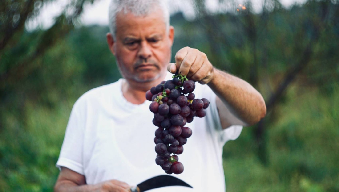 grape-harvest